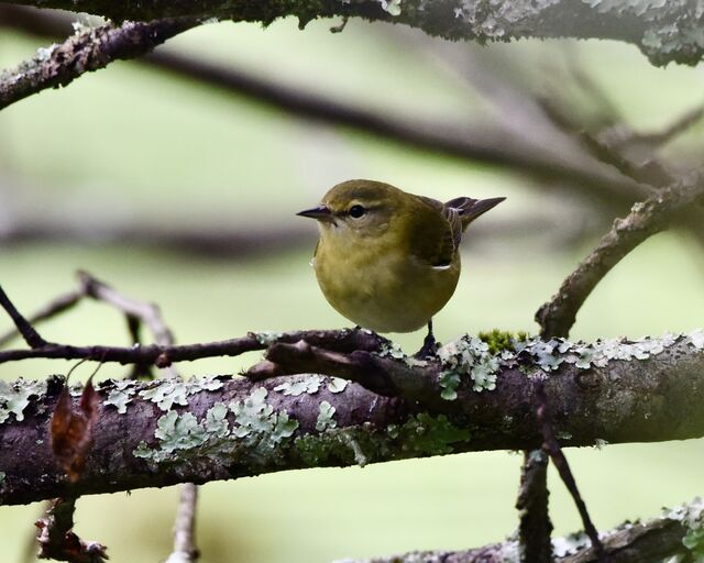 Tennessee Warbler