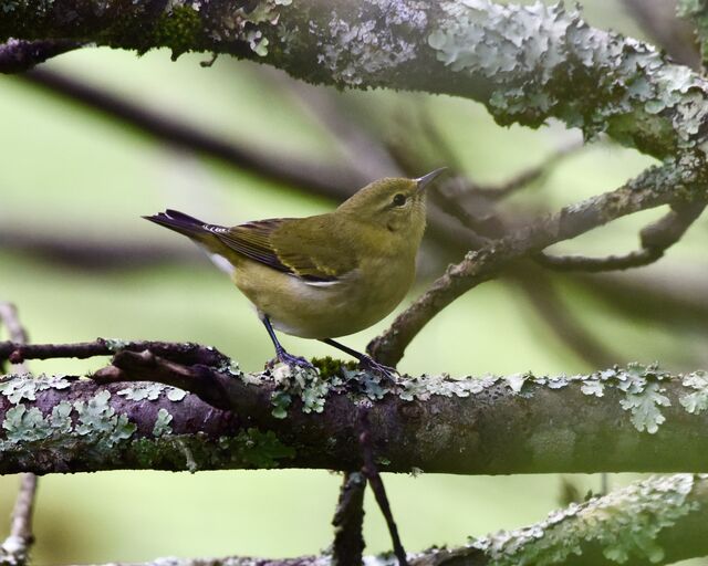 Tennessee Warbler