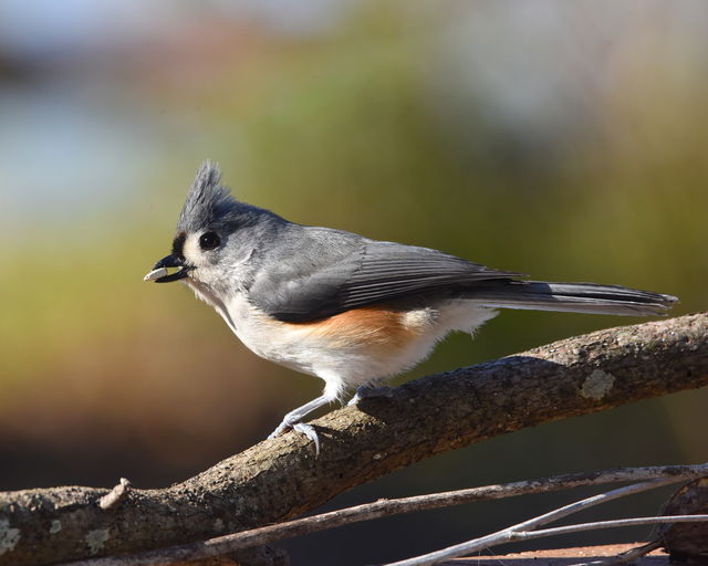 Tufted Titmouse