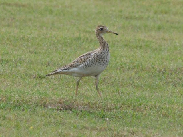 Upland Sandpiper