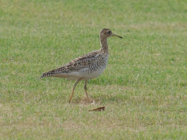 Upland Sandpiper