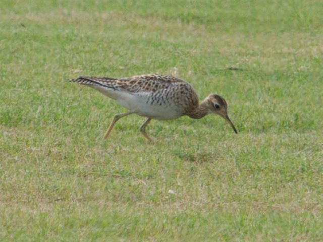 Upland Sandpiper