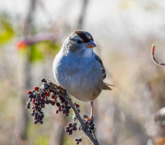 White-crowned Sparrow