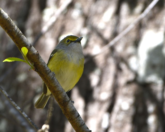 White-eyed Vireo