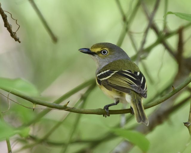 White-eyed Vireo