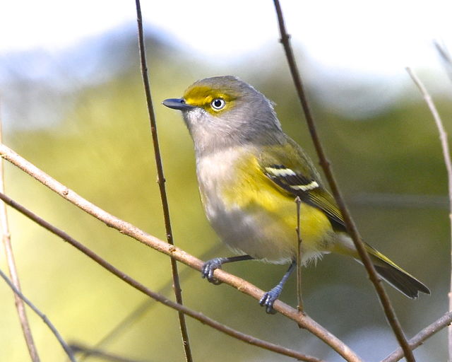 White-eyed Vireo