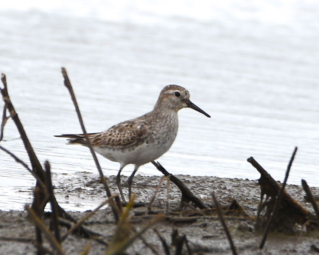 White-rumped Sandpiper