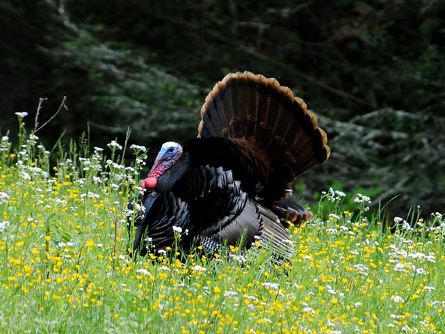 Wild Turkey