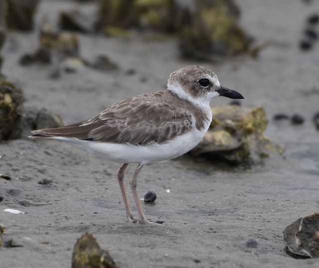 Wilson's Plover