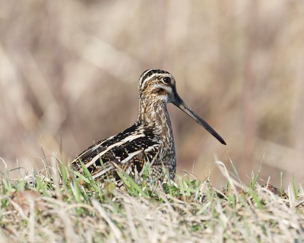 Wilson's Snipe