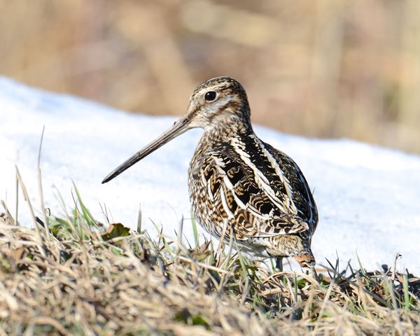 Wilson's Snipe