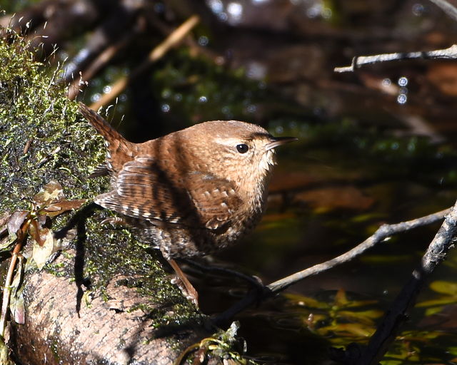 Winter Wren