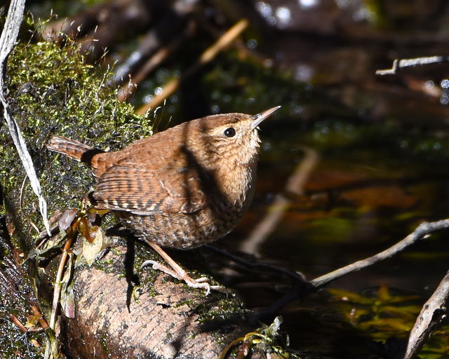 Winter Wren