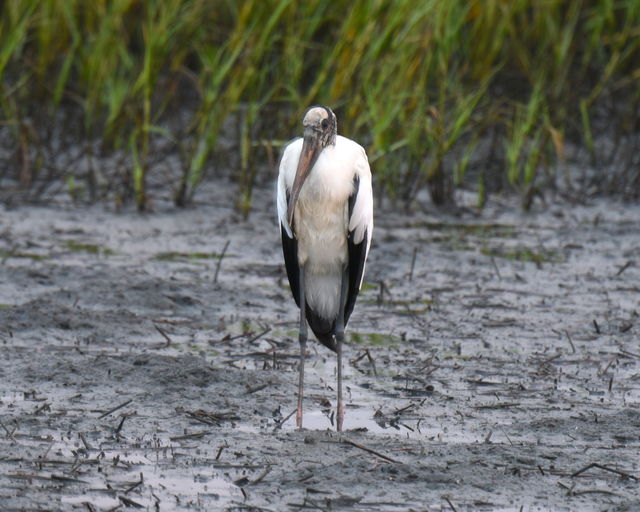 Wood Stork