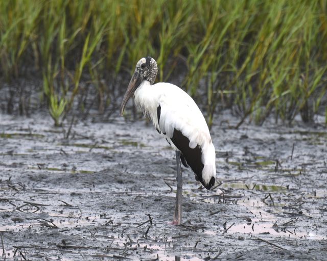 Wood Stork