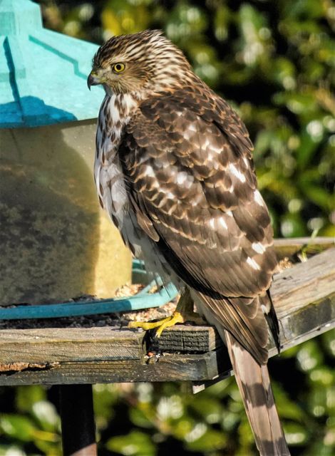 Cooper's Hawk