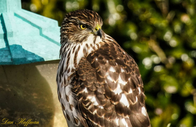 Cooper's Hawk