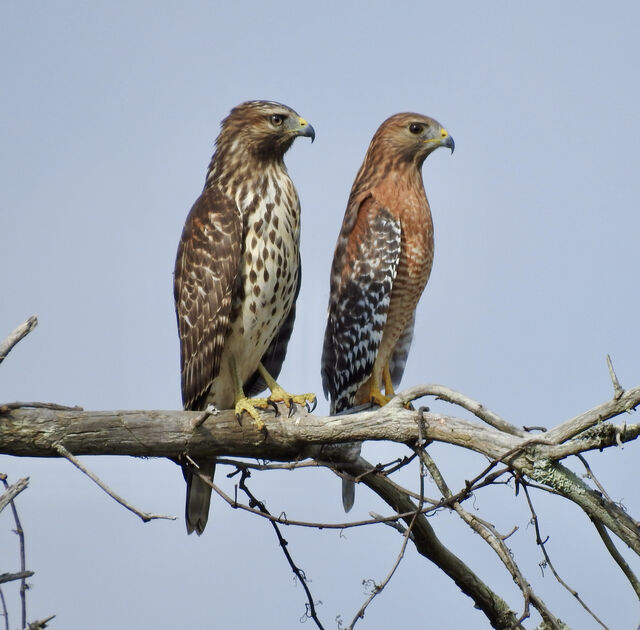 Red-shouldered Hawk