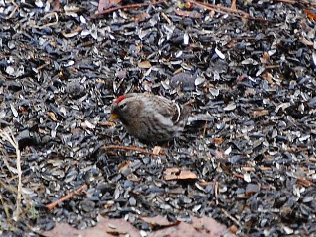 Common Redpoll