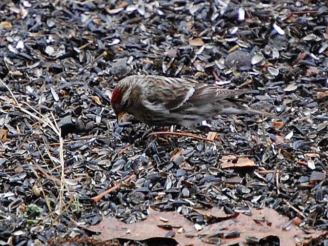 Common Redpoll