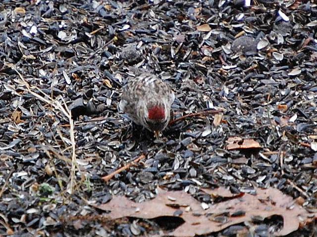 Common Redpoll