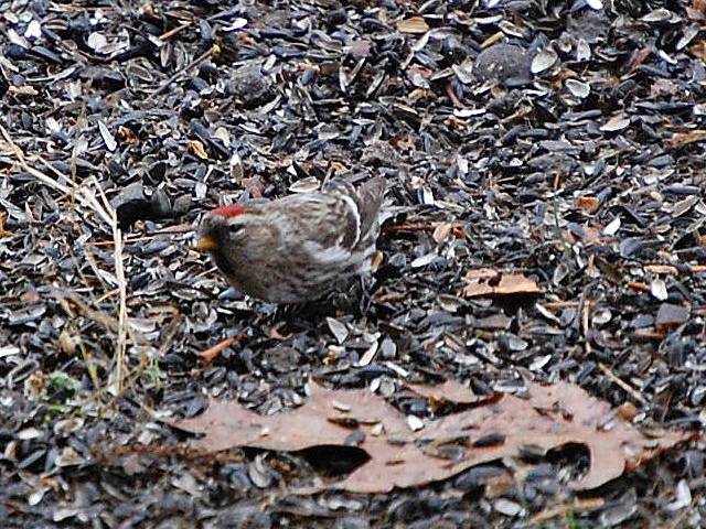 Common Redpoll