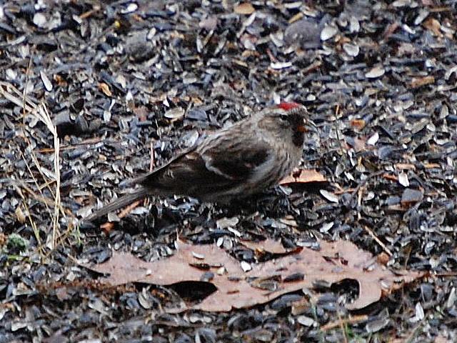 Common Redpoll