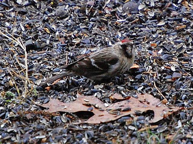 Common Redpoll