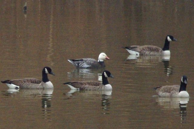 Snow Goose