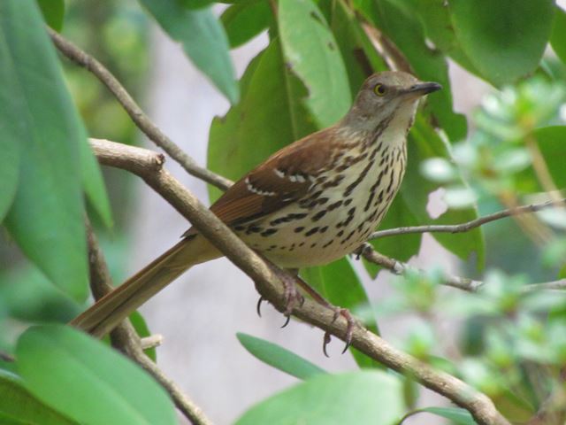 Brown Thrasher