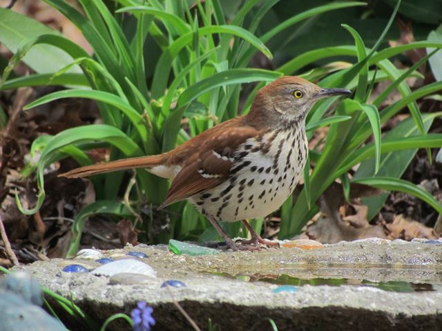 Brown Thrasher