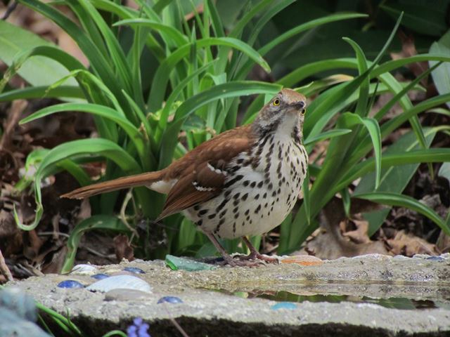 Brown Thrasher