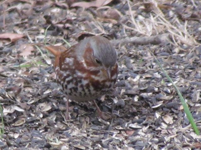 Fox Sparrow