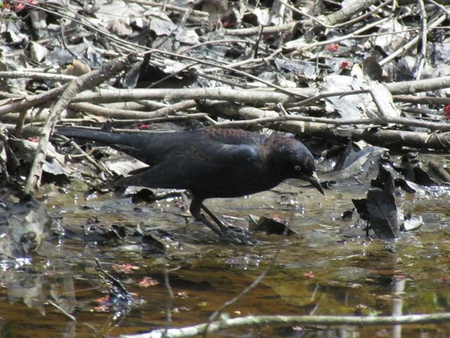 Rusty Blackbird