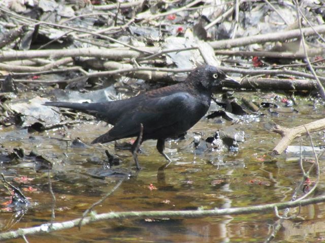 Rusty Blackbird