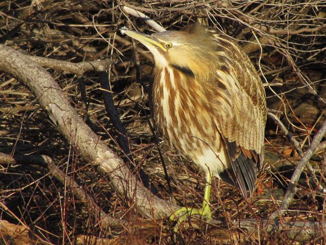 American Bittern