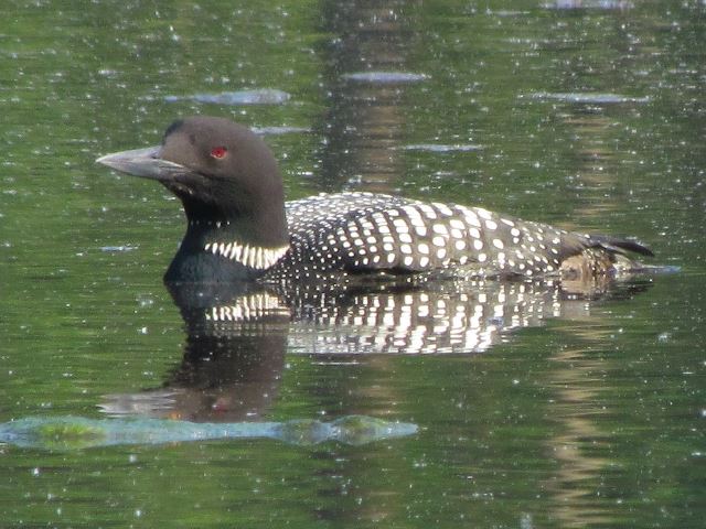 Common Loon