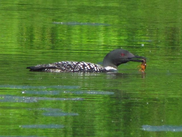 Common Loon