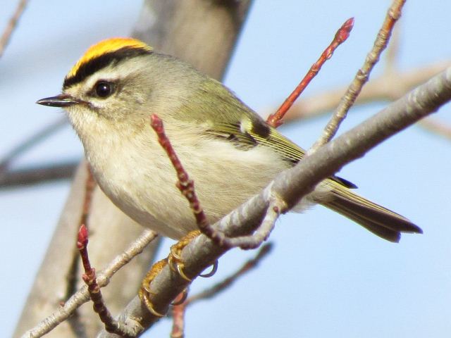 Golden-crowned Kinglet