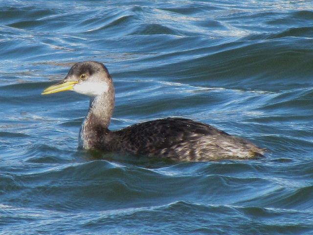 Red-necked Grebe