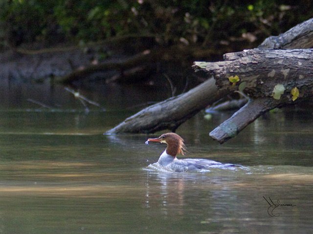 Common Merganser