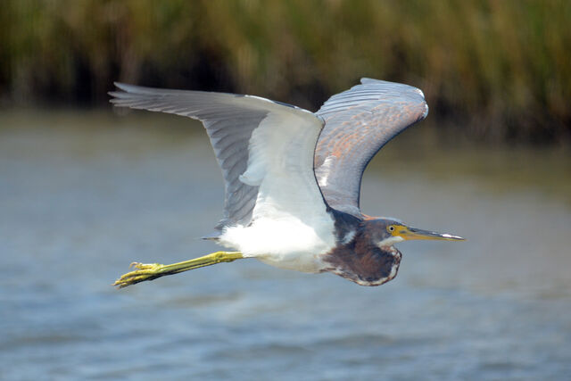 Tricolored Heron