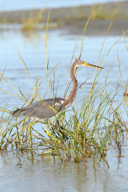 Tricolored Heron