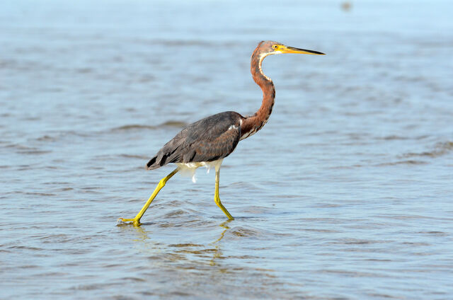 Tricolored Heron