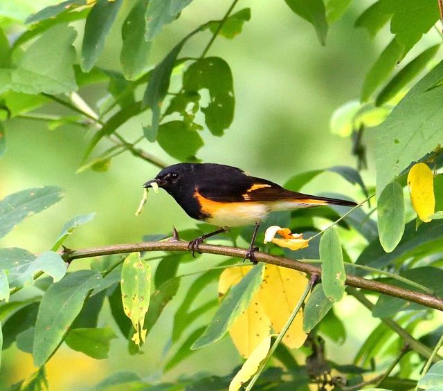 American Redstart