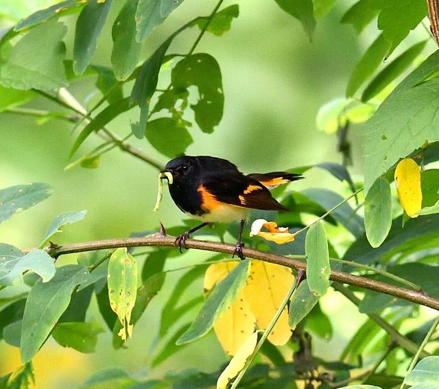 American Redstart