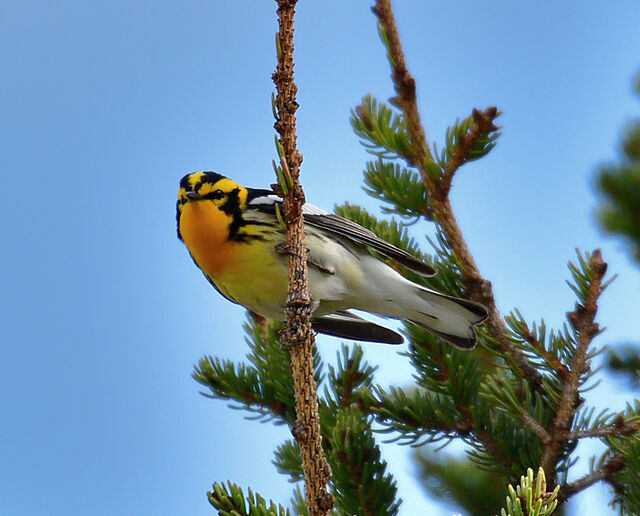 Blackburnian Warbler