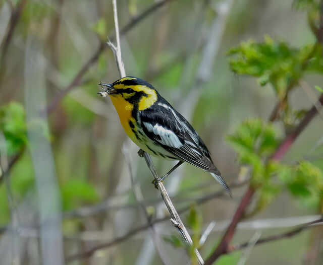 Blackburnian Warbler