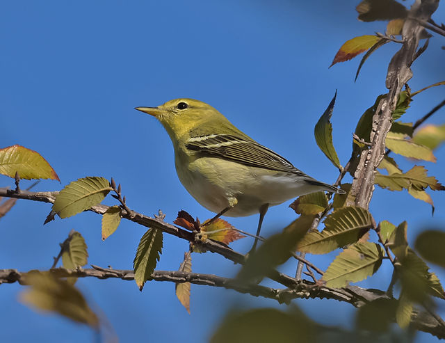 Blackpoll Warbler