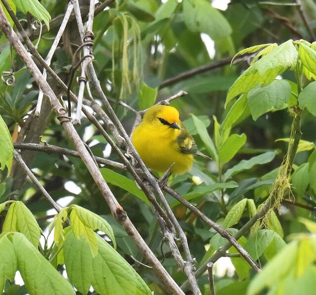 Blue-winged Warbler